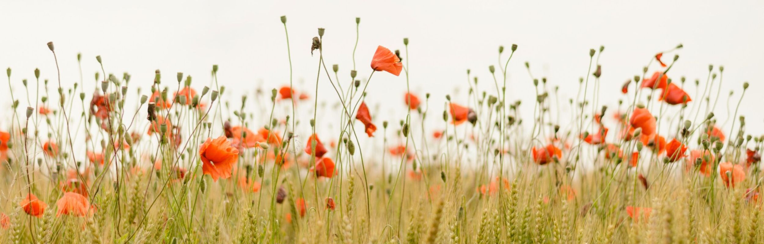 Kom videre efter overgreb