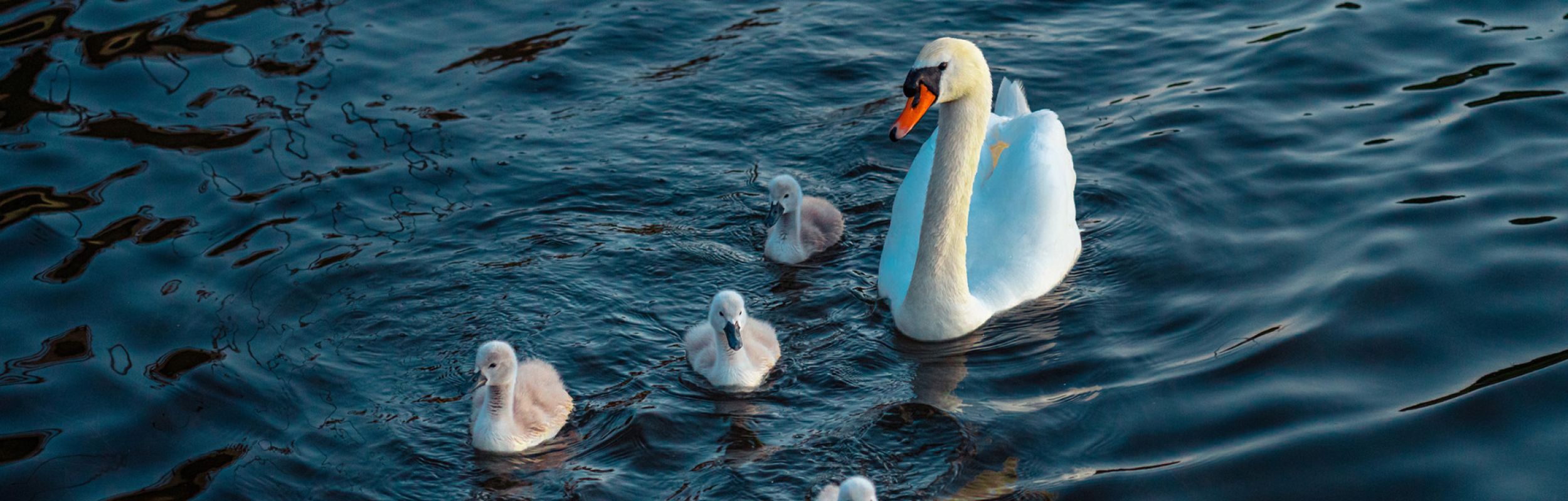 Dine nære relationer