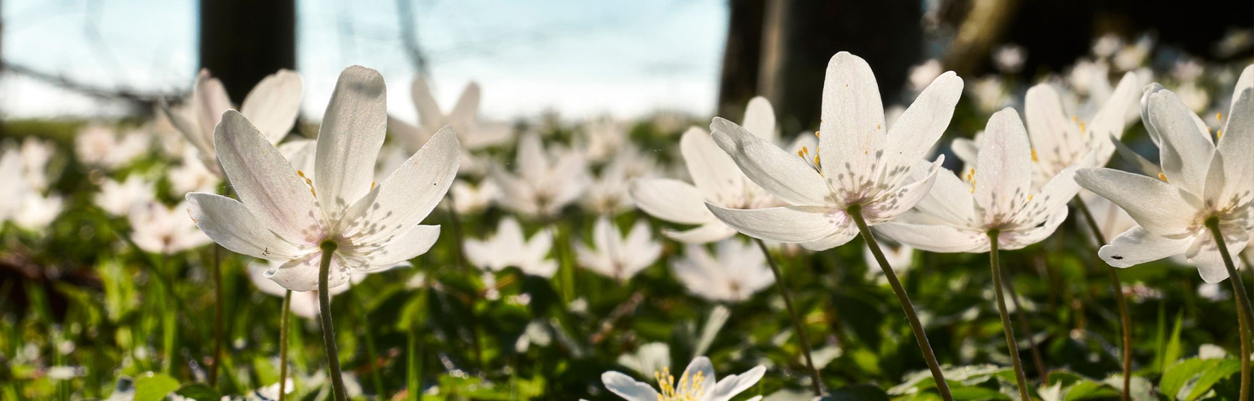 Psykoterapi hos Kirsten Valentin - København